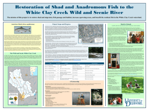 Restoration of Shad and Anadromous Fish to the