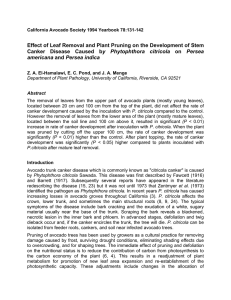 Effect of Leaf Removal and Plant Pruning on the Development... y Phytophthora citricola americana