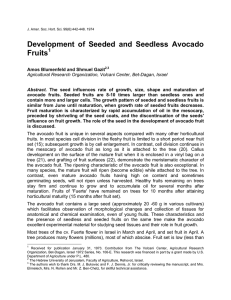 Development of Seeded and Seedless Avocado Fruits  1