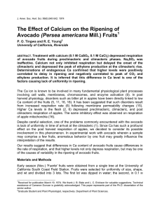 The Effect of Calcium on the Ripening of (Persea americana 1