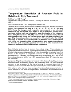 Temperature Sensitivity of Avocado Fruit in Relation to C H Treatment