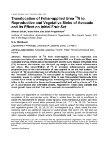Translocation of Foliar-applied Urea N to Reproductive and Vegetative Sinks of Avocado