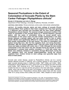 Seasonal Fluctuations in the Extent of Phytophthora citricola