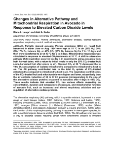 Changes in Alternative Pathway and Mitochondrial Respiration in Avocado in