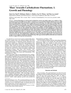 ‘Hass’ Avocado Carbohydrate Fluctuations. I. Growth and Phenology and Mary Lu Arpaia