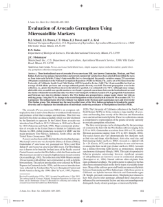 Evaluation of Avocado Germplasm Using Microsatellite Markers