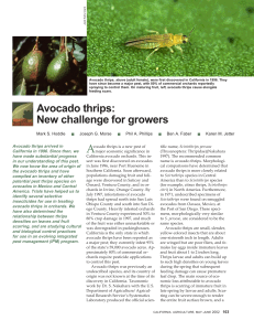 A Avocado thrips: New challenge for growers Avocado thrips arrived in