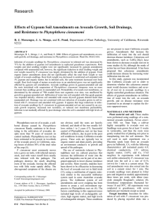 Research Effects of Gypsum Soil Amendments on Avocado Growth, Soil Drainage,