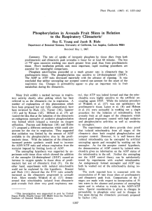 Phosphorylation Respiratory Climacteric' in Avocado Fruit Slices in Relation to