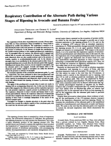 Respiratory Contribution of the Alternate Path during Ripening Avocado and