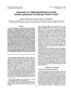 Yeast1 Expression Ripening-Related (Persea