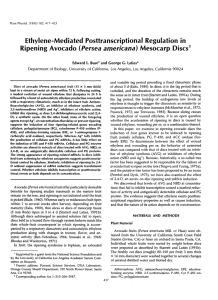 Ethylene-Mediated Posttranscriptional Regulation in (Persea americana) G. Edward