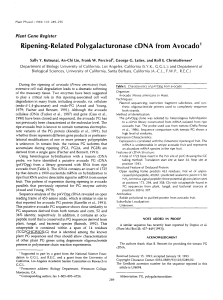 Ripening-Related Polygalacturonase cDNA from Avocado' Plant  Gene Register (S.Y.K.,  G.G.L.);