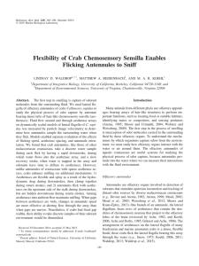 Flexibility of Crab Chemosensory Sensilla Enables Flicking Antennules to Sniff