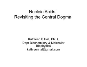 Nucleic Acids: Revisiting the Central Dogma Kathleen B Hall, Ph.D.
