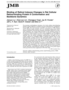 Binding of Retinol Induces Changes in Rat Cellular Backbone Dynamics