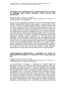 Proceedings VI World Avocado Congress (Actas VI Congreso Mundial del... Viña Del Mar, Chile. 12 – 16 Nov