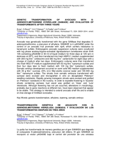 GENETIC TRANSFORMATION OF AVOCADO