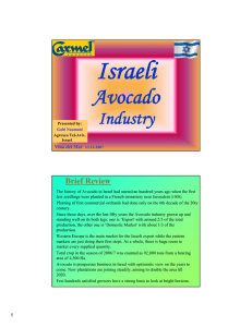 Israeli Avocado Industry Brief Review