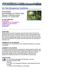 UC Pest Management Guidelines AVOCADO DOTHIORELLA FRUIT ROT Dothiorella gregaria
