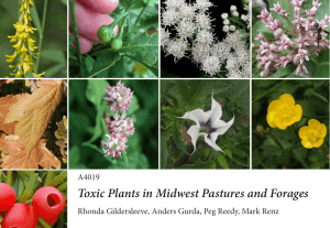 Toxic Plants in Midwest Pastures and Forages A4019