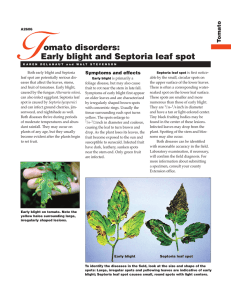 T omato disorders: Early blight and Septoria leaf spot to