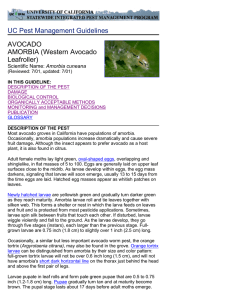UC Pest Management Guidelines AVOCADO AMORBIA (Western Avocado Leafroller)