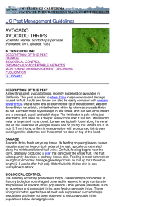 UC Pest Management Guidelines AVOCADO AVOCADO THRIPS Scirtothrips perseae