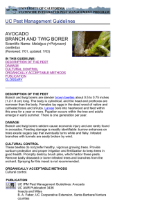 UC Pest Management Guidelines AVOCADO BRANCH AND TWIG BORER Melalgus (=Polycaon)