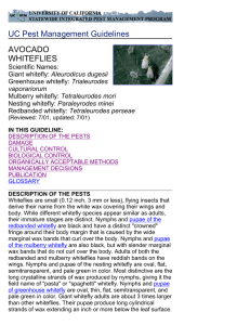 UC Pest Management Guidelines AVOCADO WHITEFLIES