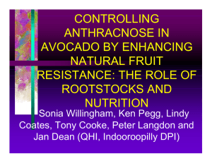 CONTROLLING ANTHRACNOSE IN AVOCADO BY ENHANCING NATURAL FRUIT