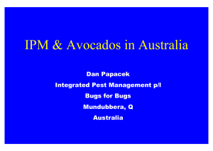 IPM &amp; Avocados in Australia Dan Papacek Integrated Pest Management p/l