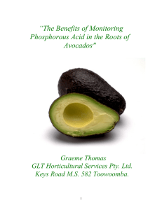 “The Benefits of Monitoring Phosphorous Acid in the Roots of Avocados&#34;