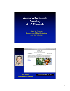 Avocado Rootstock Breeding at UC Riverside Greg W. Douhan