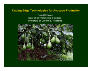 Cutting Edge Technologies for Avocado Production David Crowley Dept of Environmental Sciences,