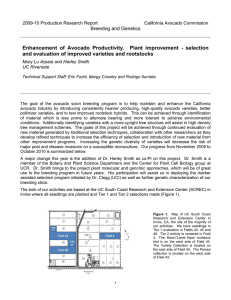 Enhancement of Avocado Productivity.  Plant improvement - selection