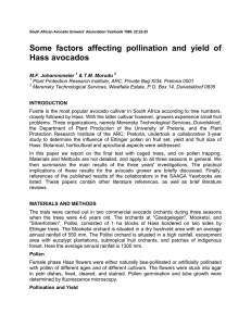 Some factors affecting pollination and yield of Hass avocados