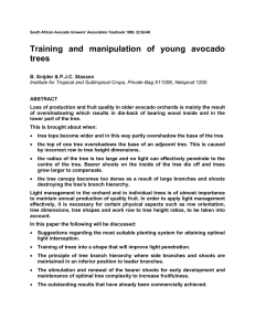 Training and manipulation of young avocado trees