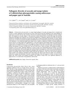 Pathogenic diversity of avocado and mango isolates Colletotrichum gloeosporioides