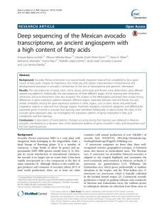 Deep sequencing of the Mexican avocado transcriptome, an ancient angiosperm with