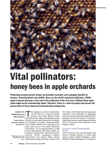 Vital pollinators: honey bees in apple orchards