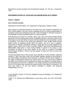 DIFFERENTIATION OF AVOCADO BLOSSOM BUDS IN FLORIDA