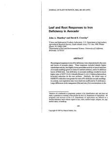 Leaf  and  Root  Responses  to Iron 0/