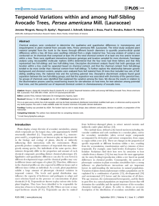 Persea americana Terpenoid Variations within and among Half-Sibling Avocado Trees, Mill. (Lauraceae)