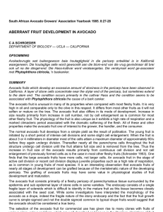 ABERRANT FRUIT DEVELOPMENT IN AVOCADO