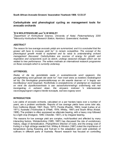 Carbohydrate and phenological cycling as management tools for avocado orchards