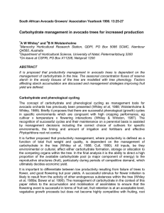 Carbohydrate management in avocado trees for increased production