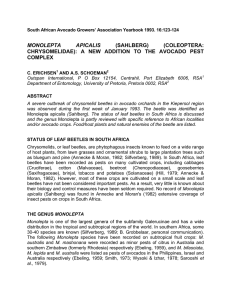 MONOLEPTA APICALIS CHRYSOMELIDAE): A NEW ADDITION TO THE AVOCADO COMPLEX