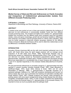 Market Survey of Stem-end Rot and Anthracnose on Fuerte Avocados