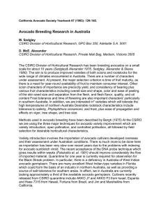 Avocado Breeding Research in Australia